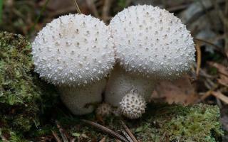 Вкусный и полезный гриб дождевик, описание и использование Дождевик желтый гриб