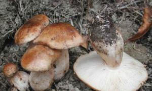 Описание и особенности применения гриба рядовка тополёвая