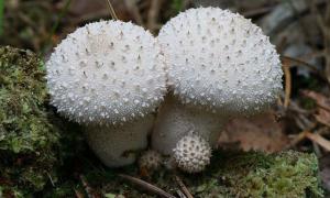 Вкусный и полезный гриб дождевик, описание и использование Дождевик желтый гриб